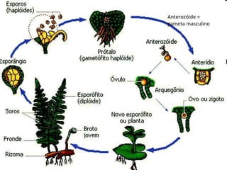 Anterozóide =
gameta masculino
 