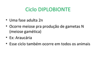 Ciclo DIPLOBIONTE
• Uma fase adulta 2n
• Ocorre meiose pra produção de gametas N
  (meiose gamética)
• Ex: Araucária
• Esse ciclo também ocorre em todos os animais
 