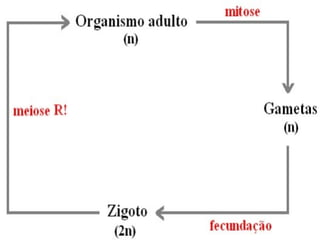 Ciclo haplodiplobionte