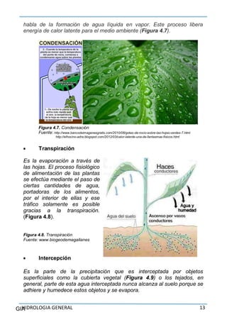 HIDROLOGIA GENERAL 13GIA
habla de la formación de agua líquida en vapor. Este proceso libera
energía de calor latente para el medio ambiente (Figura 4.7).
Figura 4.7. Condensación
Fuente: http://www.bancodeimagenesgratis.com/2010/08/gotas-de-rocio-sobre-las-hojas-verdes-7.html
http://elhocino-adra.blogspot.com/2012/03/calor-latente-una-de-fantasmas-fisicos.html
 Transpiración
Es la evaporación a través de
las hojas. El proceso fisiológico
de alimentación de las plantas
se efectúa mediante el paso de
ciertas cantidades de agua,
portadoras de los alimentos,
por el interior de ellas y ese
tráfico solamente es posible
gracias a la transpiración.
(Figura 4.8).
Figura 4.8. Transpiración
Fuente: www.biogeodemagallanes
 Intercepción
Es la parte de la precipitación que es interceptada por objetos
superficiales como la cubierta vegetal (Figura 4.9) o los tejados, en
general, parte de esta agua interceptada nunca alcanza al suelo porque se
adhiere y humedece estos objetos y se evapora.
 