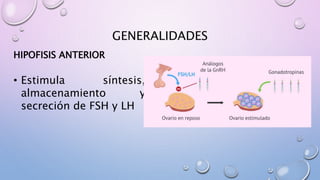 GENERALIDADES
HIPOFISIS ANTERIOR
• Estimula síntesis,
almacenamiento y
secreción de FSH y LH
 