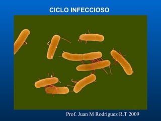 CICLO INFECCIOSO Prof. Juan M Rodriguez R.T 2009 