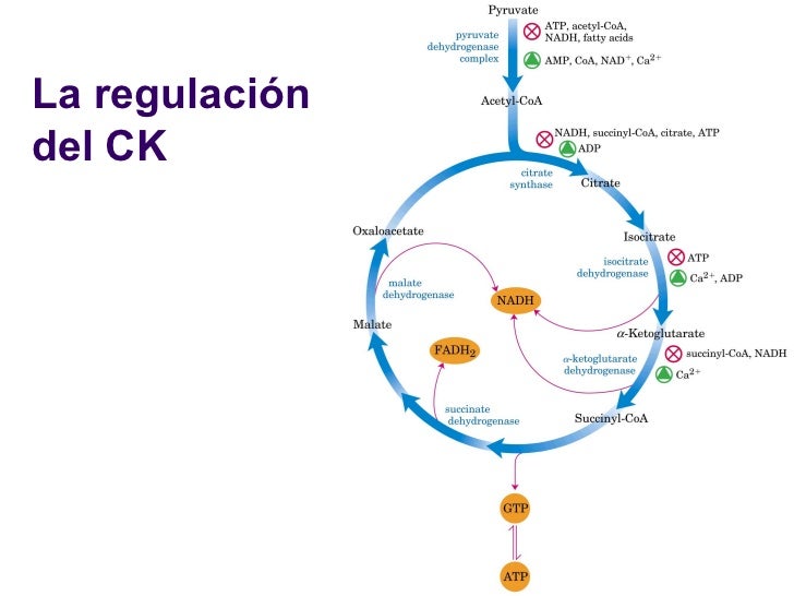 Ciclo krebs2010