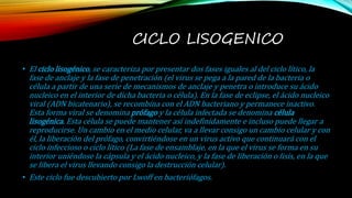 CICLO LISOGENICO
• El ciclo lisogénico, se caracteriza por presentar dos fases iguales al del ciclo lítico, la
fase de anclaje y la fase de penetración (el virus se pega a la pared de la bacteria o
célula a partir de una serie de mecanismos de anclaje y penetra o introduce su ácido
nucleico en el interior de dicha bacteria o célula). En la fase de eclipse, el ácido nucleico
viral (ADN bicatenario), se recombina con el ADN bacteriano y permanece inactivo.
Esta forma viral se denomina prófago y la célula infectada se denomina célula
lisogénica. Esta célula se puede mantener así indefinidamente e incluso puede llegar a
reproducirse. Un cambio en el medio celular, va a llevar consigo un cambio celular y con
él, la liberación del prófago, convirtiéndose en un virus activo que continuará con el
ciclo infeccioso o ciclo lítico (La fase de ensamblaje, en la que el virus se forma en su
interior uniéndose la cápsula y el ácido nucleico, y la fase de liberación o lisis, en la que
se libera el virus llevando consigo la destrucción celular).
• Este ciclo fue descubierto por Lwoff en bacteriófagos.
 
