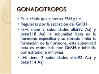 GONADOTROPOS Es la célula que sintetiza FSH y LH  Reguladas por la secreción del GnRH FSH: tiene 2 subunidades alfa(92 Aa) y beta(118 Aa) la subunidad beta es la hormono específica y su síntesis limita la formación de la hormona, esta subunidad beta es estimulada por GnRH e inhibida por estradiol e inhibinas LH: tiene 2 subunidades alfa(92 Aa) y beta(114 Aa) 