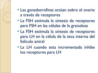 Las gonadotrofinas actúan sobre el ovario a través de receptores La FSH estimula la síntesis de receptores para FSH en las células de la granulosa La FSH estimula la síntesis de receptores para LH en la célula de la teca interna del folículo antral La LH cuando esta incrementada inhibe los receptores para LH 