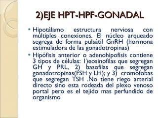 2)EJE HPT-HPF-GONADAL Hipotálamo estructura nerviosa con múltiples conexiones. El núcleo arqueado segrega de forma pulsátil GnRH (hormona estimuladora de las gonadotropinas) Hipófisis anterior o adenohipofisis contiene 3 tipos de células: 1)eosinofilas que segregan GH y PRL, 2) basofilas que segregan gonadotropinas(FSH y LH); y 3)  cromófobas que segregan TSH .No tiene riego arterial directo sino esta rodeada del plexo venoso portal pero es el tejido mas perfundido de organismo 