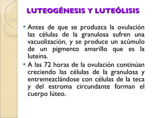 LUTEOGÉNESIS Y LUTEÓLISIS Antes de que se produzca la ovulación las células de la granulosa sufren una vacuolización, y se produce un acúmulo de un pigmento amarillo que es la luteína. A las 72 horas de la ovulación continúan creciendo las células de la granulosa y entremezclándose con células de la teca y del estroma circundante forman el cuerpo lúteo. 