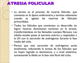 ATRESIA FOLICULAR La atresia es el proceso de muerte folicular, que comienza en la época embrionaria y termina solamente cuando se agotan las reservas de folículos primordiales. Todos los folículos que comienzan su desarrollo sin lograr hacerse dominantes terminan en la atresia, transformándose en los llamados cuerpos fibrosos. Las células tecales pasan al estroma ovárico y responden a la LH con la secreción de andrógenos durante la fase media del ciclo. Parece que esta secreción de andrógenos actúa localmente, induciendo la atresia de los folículos que no hayan logrado la dominancia, y a nivel sistémico, aumentando la líbido en la fase más fértil del ciclo . 