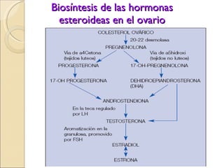 Biosíntesis de las hormonas esteroideas en el ovario 
