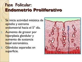 Fase  Folicular: Endometrio Proliferativo Se inicia actividad mitótica de epitelio y estroma endometrial hacia el 5° día. Aumento de grosor por hiperplasia glandular y aumento de sustancia  basal estromática. Glándulas separadas en superficie. 