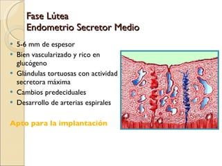 Fase Lútea Endometrio Secretor Medio 5-6 mm de espesor Bien vascularizado y rico en glucógeno Glándulas tortuosas con actividad secretora máxima Cambios predeciduales Desarrollo de arterias espirales Apto para la implantación 