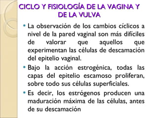 CICLO Y FISIOLOGÍA DE LA VAGINA Y DE LA VULVA La observación de los cambios cíclicos a nivel de la pared vaginal son más difíciles de valorar que aquellos que experimentan las células de descamación del epitelio vaginal. Bajo la acción estrogénica, todas las capas del epitelio escamoso proliferan, sobre todo sus células superficiales. Es decir, los estrógenos producen una maduración máxima de las células, antes de su descamación 