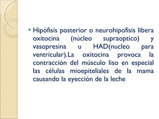 Hipófisis posterior o neurohipofisis libera oxitocina (núcleo supraoptico) y vasopresina u HAD(nucleo para ventricular).La oxitocina provoca la contracción del músculo liso en especial las células mioepiteliales de la mama causando la eyección de la leche 