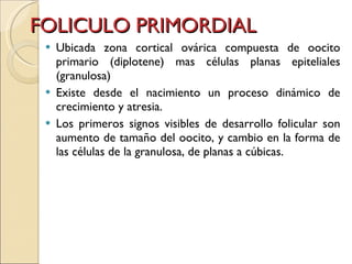 FOLICULO PRIMORDIAL Ubicada zona cortical ovárica compuesta de oocito primario (diplotene) mas células planas epiteliales (granulosa) Existe desde el nacimiento un proceso dinámico de crecimiento y atresia. Los primeros signos visibles de desarrollo folicular son aumento de tamaño del oocito, y cambio en la forma de las células de la granulosa, de planas a cúbicas. 