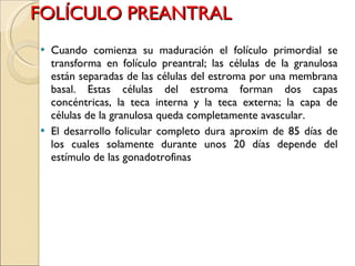 FOLÍCULO PREANTRAL Cuando comienza su maduración el folículo primordial se transforma en folículo preantral; las células de la granulosa están separadas de las células del estroma por una membrana basal. Estas células del estroma forman dos capas concéntricas, la teca interna y la teca externa; la capa de células de la granulosa queda completamente avascular. El desarrollo folicular completo dura aproxim de 85 días de los cuales solamente durante unos 20 días depende del estímulo de las gonadotrofinas 