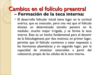 Cambios en el folículo preantral –  Formación de la teca interna: El desarrollo folicular inicial tiene lugar en la cortical ovárica, que es avascular, pero una vez que el folículo alcanza un determinado tamaño penetra en la medular, mucho mejor irrigada, y se forma la teca interna. Este es un hecho fundamental para el devenir de la foliculogénesis por dos motivos; en primer lugar, permite que el folículo comience a estar expuesto a las hormonas plasmáticas y en segundo lugar, por la capacidad de sintetizar esteroides a partir del colesterol, propia de las células de la teca interna. 