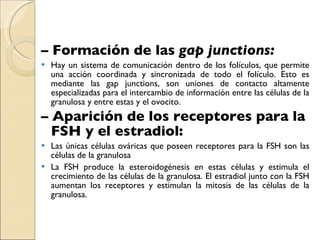 –  Formación de las  gap junctions: Hay un sistema de comunicación dentro de los folículos, que permite una acción coordinada y sincronizada de todo el folículo. Esto es mediante las gap junctions, son uniones de contacto altamente especializadas para el intercambio de información entre las células de la granulosa y entre estas y el ovocito. –  Aparición de los receptores para la FSH y el estradiol: Las únicas células ováricas que poseen receptores para la FSH son las células de la granulosa La FSH produce la esteroidogénesis en estas células y estimula el crecimiento de las células de la granulosa. El estradiol junto con la FSH aumentan los receptores y estimulan la mitosis de las células de la granulosa. 