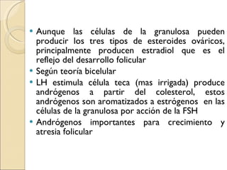 Aunque las células de la granulosa pueden producir los tres tipos de esteroides ováricos, principalmente producen estradiol que es el reflejo del desarrollo folicular Según teoría bicelular LH estimula célula teca (mas irrigada) produce andrógenos a partir del colesterol, estos andrógenos son aromatizados a estrógenos  en las células de la granulosa por acción de la FSH Andrógenos importantes para crecimiento y atresia folicular 