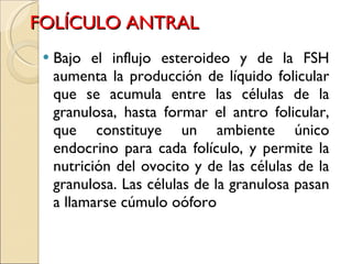 FOLÍCULO ANTRAL Bajo el influjo esteroideo y de la FSH aumenta la producción de líquido folicular que se acumula entre las células de la granulosa, hasta formar el antro folicular, que constituye un ambiente único endocrino para cada folículo, y permite la nutrición del ovocito y de las células de la granulosa. Las células de la granulosa pasan a llamarse cúmulo oóforo 