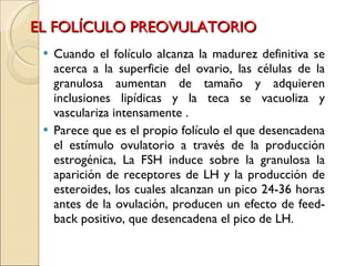 EL FOLÍCULO PREOVULATORIO Cuando el folículo alcanza la madurez definitiva se acerca a la superficie del ovario, las células de la granulosa aumentan de tamaño y adquieren inclusiones lipídicas y la teca se vacuoliza y vasculariza intensamente . Parece que es el propio folículo el que desencadena el estímulo ovulatorio a través de la producción estrogénica, La FSH induce sobre la granulosa la aparición de receptores de LH y la producción de esteroides, los cuales alcanzan un pico 24-36 horas antes de la ovulación, producen un efecto de feed-back positivo, que desencadena el pico de LH. 