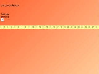 CICLO OVÁRICO Folículo primario 1 2 3 4 5 6 7 8 9 10 11 12 13 14 15 16 17 18 19 20 21 22 23 24 25 26 27 28 