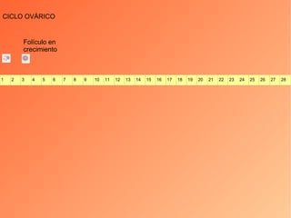 CICLO OVÁRICO Folículo en crecimiento 1 2 3 4 5 6 7 8 9 10 11 12 13 14 15 16 17 18 19 20 21 22 23 24 25 26 27 28 
