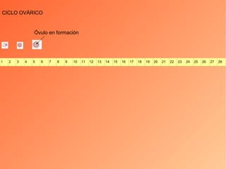 CICLO OVÁRICO Óvulo en formación 1 2 3 4 5 6 7 8 9 10 11 12 13 14 15 16 17 18 19 20 21 22 23 24 25 26 27 28 