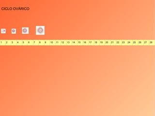 CICLO OVÁRICO 1 2 3 4 5 6 7 8 9 10 11 12 13 14 15 16 17 18 19 20 21 22 23 24 25 26 27 28 