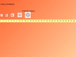 CICLO OVÁRICO Folículo maduro 1 2 3 4 5 6 7 8 9 10 11 12 13 14 15 16 17 18 19 20 21 22 23 24 25 26 27 28 