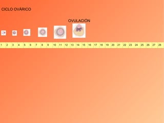 CICLO OVÁRICO OVULACIÓN 1 2 3 4 5 6 7 8 9 10 11 12 13 14 15 16 17 18 19 20 21 22 23 24 25 26 27 28 