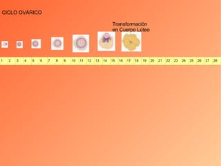 CICLO OVÁRICO Transformación en Cuerpo Lúteo 1 2 3 4 5 6 7 8 9 10 11 12 13 14 15 16 17 18 19 20 21 22 23 24 25 26 27 28 