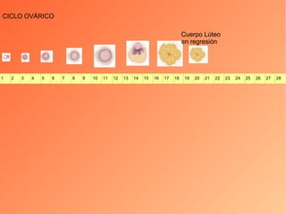 CICLO OVÁRICO Cuerpo Lúteo  en regresión 1 2 3 4 5 6 7 8 9 10 11 12 13 14 15 16 17 18 19 20 21 22 23 24 25 26 27 28 