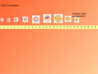 CICLO OVÁRICO Cuerpo Lúteo  en regresión 1 2 3 4 5 6 7 8 9 10 11 12 13 14 15 16 17 18 19 20 21 22 23 24 25 26 27 28 