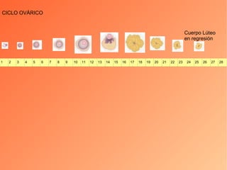 CICLO OVÁRICO Cuerpo Lúteo  en regresión 1 2 3 4 5 6 7 8 9 10 11 12 13 14 15 16 17 18 19 20 21 22 23 24 25 26 27 28 