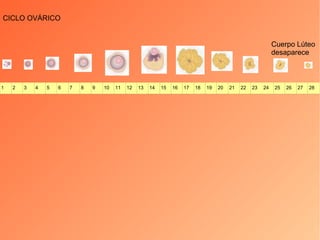 CICLO OVÁRICO Cuerpo Lúteo desaparece 1 2 3 4 5 6 7 8 9 10 11 12 13 14 15 16 17 18 19 20 21 22 23 24 25 26 27 28 