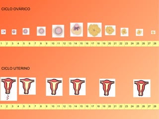 CICLO UTERINO CICLO OVÁRICO 1 2 3 4 5 6 7 8 9 10 11 12 13 14 15 16 17 18 19 20 21 22 23 24 25 26 27 28 1 2 3 4 5 6 7 8 9 10 11 12 13 14 15 16 17 18 19 20 21 22 23 24 25 26 27 28 