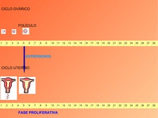 CICLO UTERINO FASE PROLIFERATIVA CICLO OVÁRICO FOLÍCULO ESTRÓGENOS 1 2 3 4 5 6 7 8 9 10 11 12 13 14 15 16 17 18 19 20 21 22 23 24 25 26 27 28 1 2 3 4 5 6 7 8 9 10 11 12 13 14 15 16 17 18 19 20 21 22 23 24 25 26 27 28 