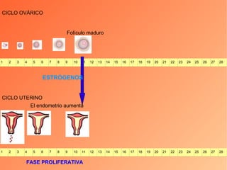 CICLO UTERINO FASE PROLIFERATIVA El endometrio aumenta CICLO OVÁRICO Folículo maduro ESTRÓGENOS 1 2 3 4 5 6 7 8 9 10 11 12 13 14 15 16 17 18 19 20 21 22 23 24 25 26 27 28 1 2 3 4 5 6 7 8 9 10 11 12 13 14 15 16 17 18 19 20 21 22 23 24 25 26 27 28 