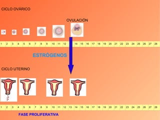 CICLO UTERINO FASE PROLIFERATIVA CICLO OVÁRICO OVULACIÓN ESTRÓGENOS 1 2 3 4 5 6 7 8 9 10 11 12 13 14 15 16 17 18 19 20 21 22 23 24 25 26 27 28 1 2 3 4 5 6 7 8 9 10 11 12 13 14 15 16 17 18 19 20 21 22 23 24 25 26 27 28 
