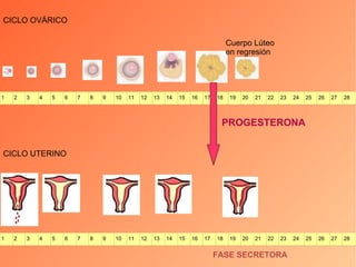 CICLO UTERINO FASE SECRETORA CICLO OVÁRICO Cuerpo Lúteo  en regresión PROGESTERONA 1 2 3 4 5 6 7 8 9 10 11 12 13 14 15 16 17 18 19 20 21 22 23 24 25 26 27 28 1 2 3 4 5 6 7 8 9 10 11 12 13 14 15 16 17 18 19 20 21 22 23 24 25 26 27 28 