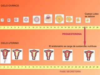 CICLO UTERINO FASE SECRETORA El endometrio se carga de sustancias nutritivas CICLO OVÁRICO Cuerpo Lúteo se reduce PROGESTERONA 1 2 3 4 5 6 7 8 9 10 11 12 13 14 15 16 17 18 19 20 21 22 23 24 25 26 27 28 1 2 3 4 5 6 7 8 9 10 11 12 13 14 15 16 17 18 19 20 21 22 23 24 25 26 27 28 