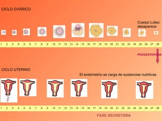 CICLO UTERINO FASE SECRETORA El endometrio se carga de sustancias nutritivas CICLO OVÁRICO Cuerpo Lúteo desaparece PROGESTERONA 1 2 3 4 5 6 7 8 9 10 11 12 13 14 15 16 17 18 19 20 21 22 23 24 25 26 27 28 1 2 3 4 5 6 7 8 9 10 11 12 13 14 15 16 17 18 19 20 21 22 23 24 25 26 27 28 