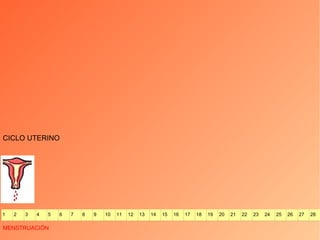CICLO UTERINO MENSTRUACIÓN 1 2 3 4 5 6 7 8 9 10 11 12 13 14 15 16 17 18 19 20 21 22 23 24 25 26 27 28 