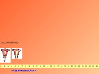 CICLO UTERINO FASE PROLIFERATIVA 1 2 3 4 5 6 7 8 9 10 11 12 13 14 15 16 17 18 19 20 21 22 23 24 25 26 27 28 
