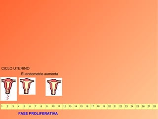 CICLO UTERINO FASE PROLIFERATIVA El endometrio aumenta 1 2 3 4 5 6 7 8 9 10 11 12 13 14 15 16 17 18 19 20 21 22 23 24 25 26 27 28 