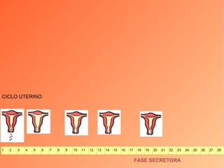 CICLO UTERINO FASE SECRETORA 1 2 3 4 5 6 7 8 9 10 11 12 13 14 15 16 17 18 19 20 21 22 23 24 25 26 27 28 