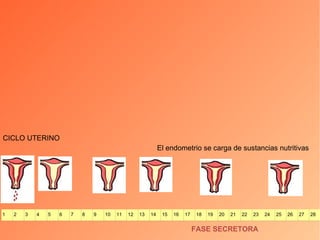 CICLO UTERINO FASE SECRETORA El endometrio se carga de sustancias nutritivas 1 2 3 4 5 6 7 8 9 10 11 12 13 14 15 16 17 18 19 20 21 22 23 24 25 26 27 28 