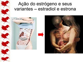 Ação do estrógeno e seus variantes – estradiol e estrona 