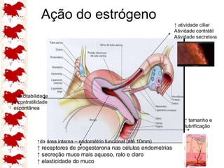 Ação do estrógeno ↑  atividade ciliar Atividade contrátil Atividade secretora ↑  excitabilidade e contratilidade espontânea ↑ da área interna – endométrio funcional (até 10mm) ↑  receptores de progesterona nas células endometrias ↑  secreção muco mais aquoso, ralo e claro ↑  elasticidade do muco ↑  tamanho e lubrificação 